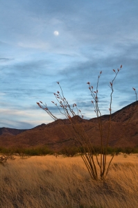 Ocotillo-Arizona-South-Western-United-States-Santa-Rita-Range